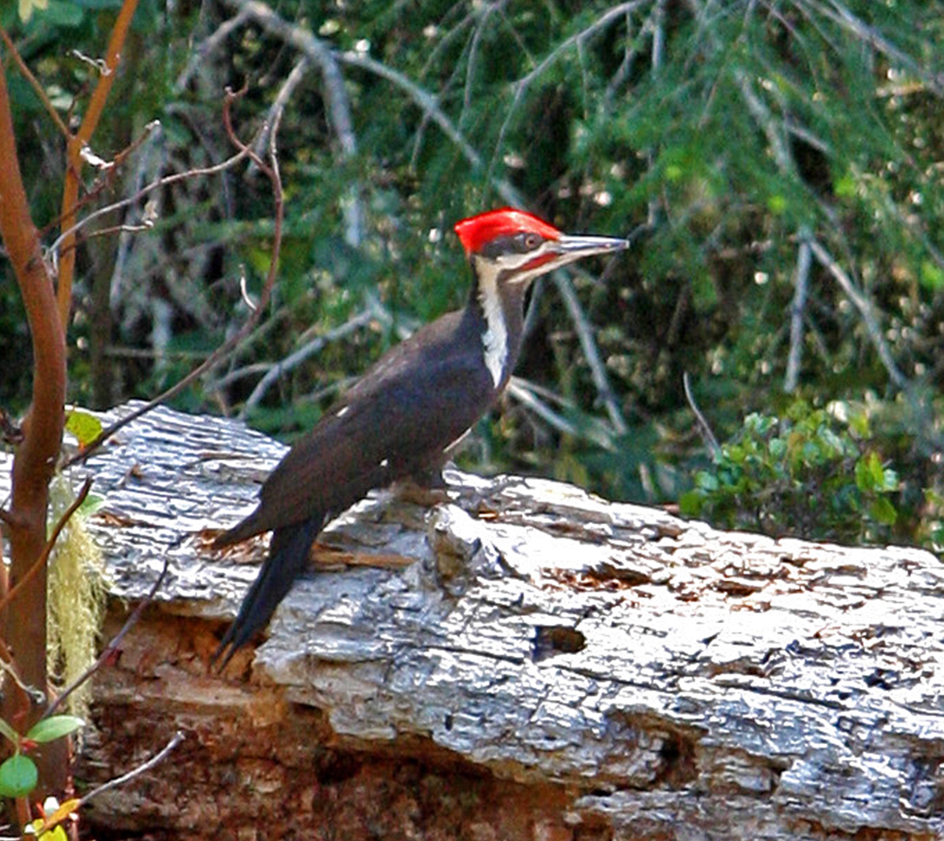 Pileated woodpecker Rhoades