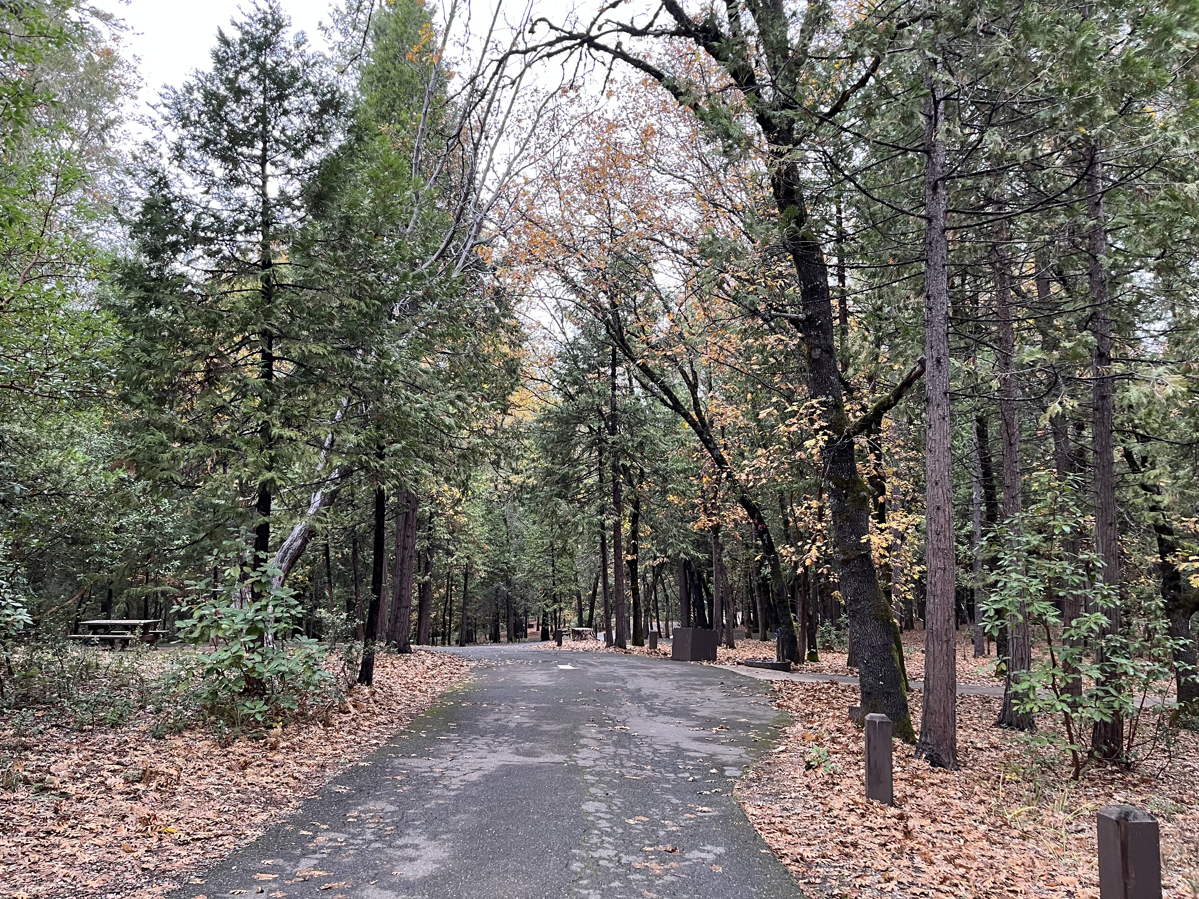 Paved road surrounded by trees