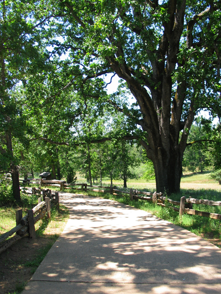 Walking path and oak tree