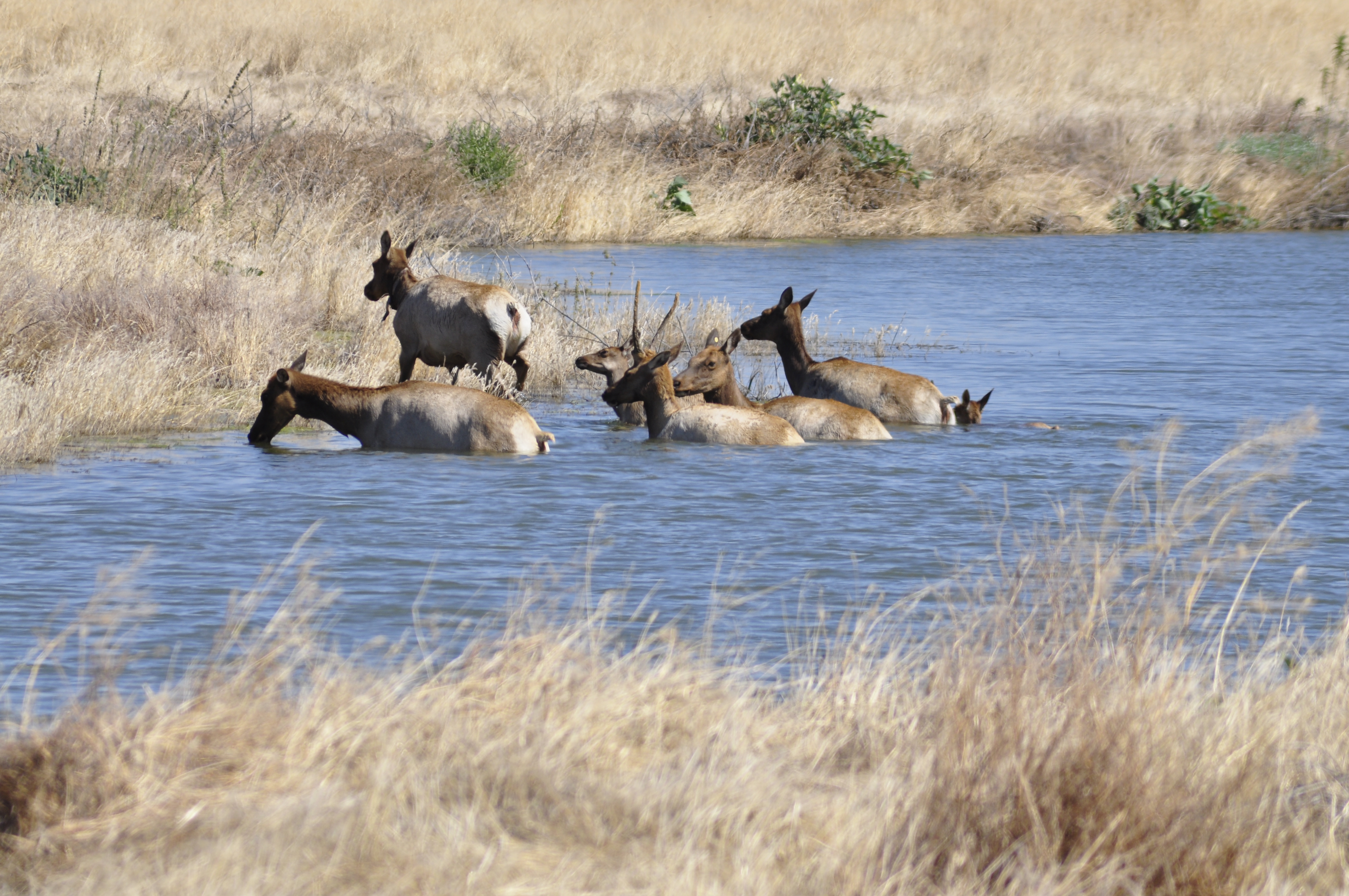 Tule Elk swimming