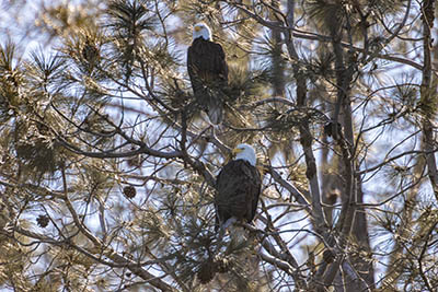 eagles tree closeup