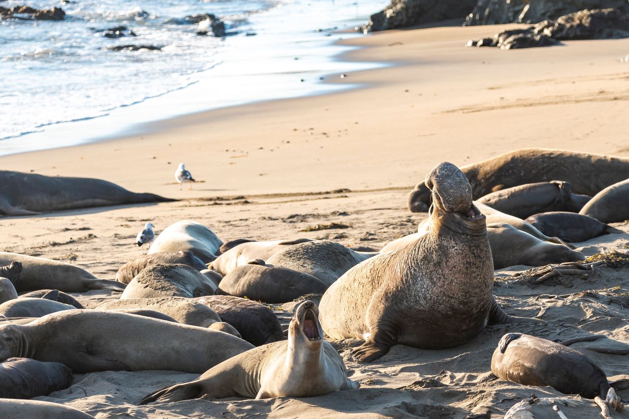 Elephant Seal School Group Program images