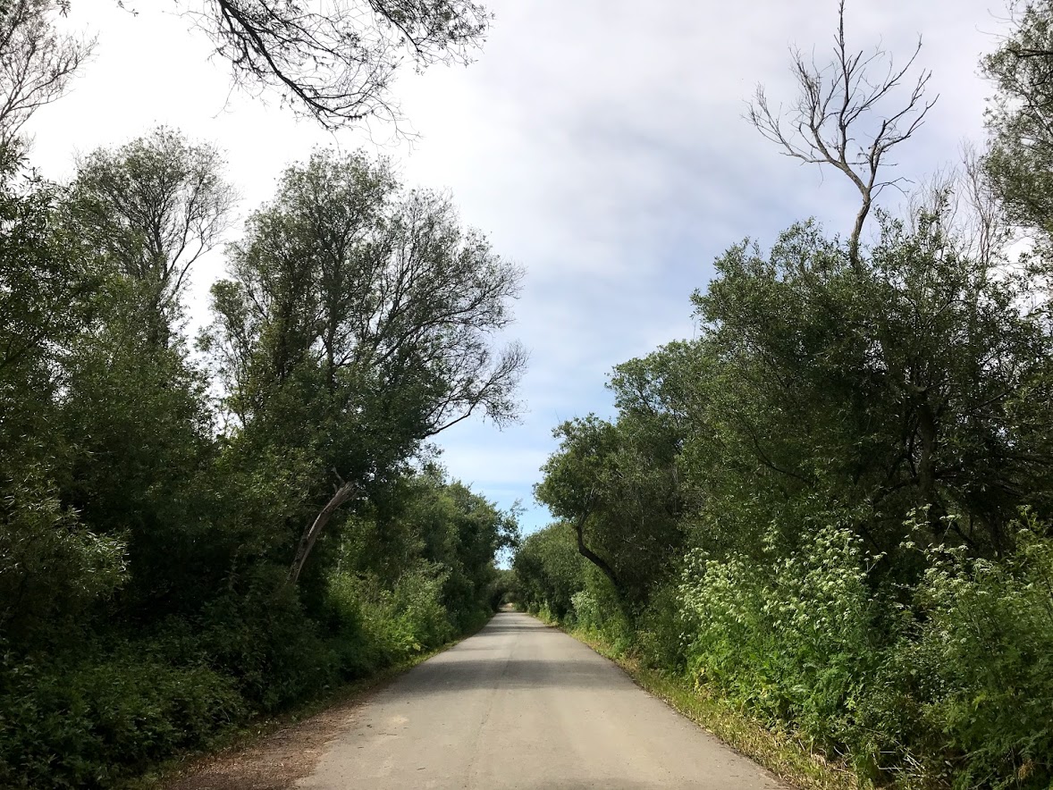 Pathway through willow trees