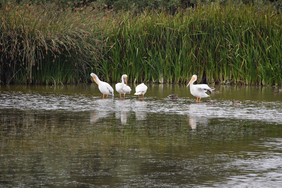 White Pelicans roosting on a floating log in Oso Flaco Lake