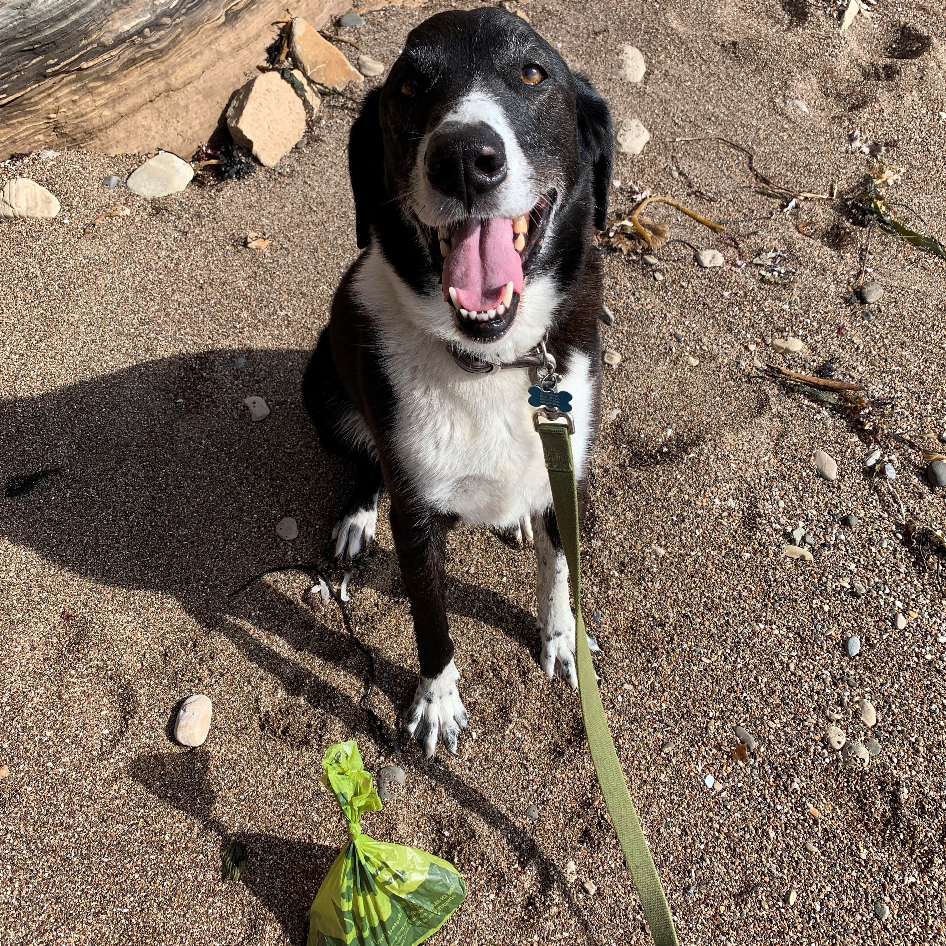 Black and white dog smiling with leash on and green bag of poop on ground besides it