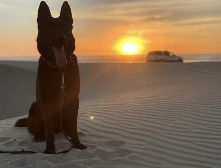 Black dog wearing leash at sunset on the dunes