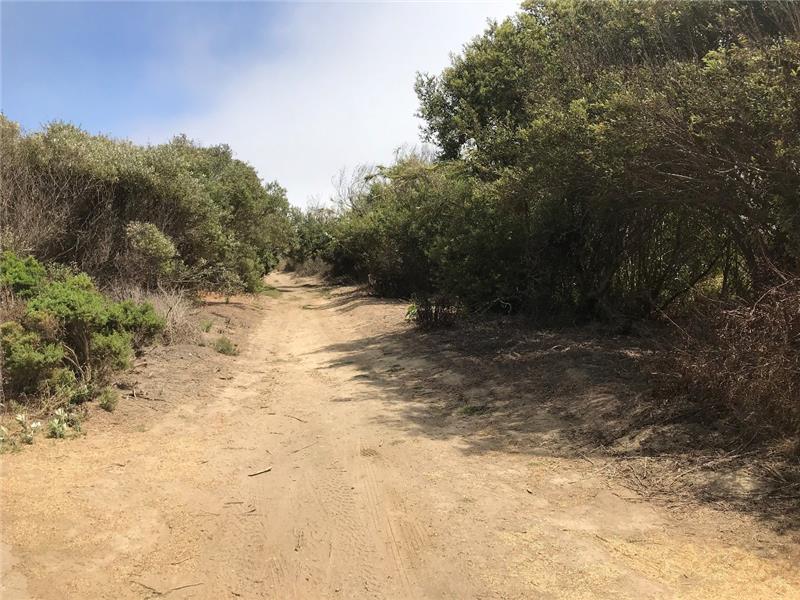 Invasive Species Removal 2