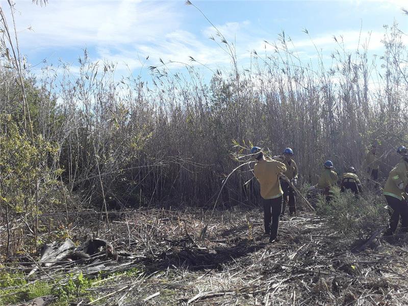 Invasive Species Removal 3