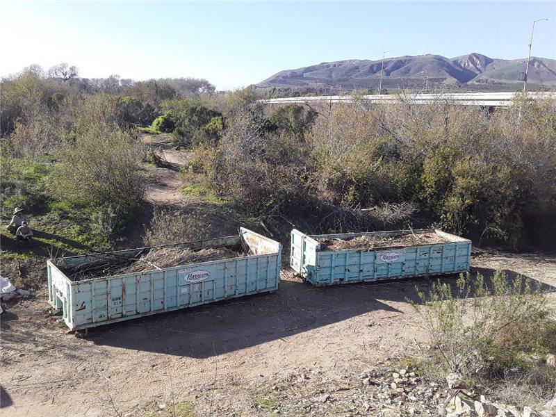 Invasive Species Removal 4