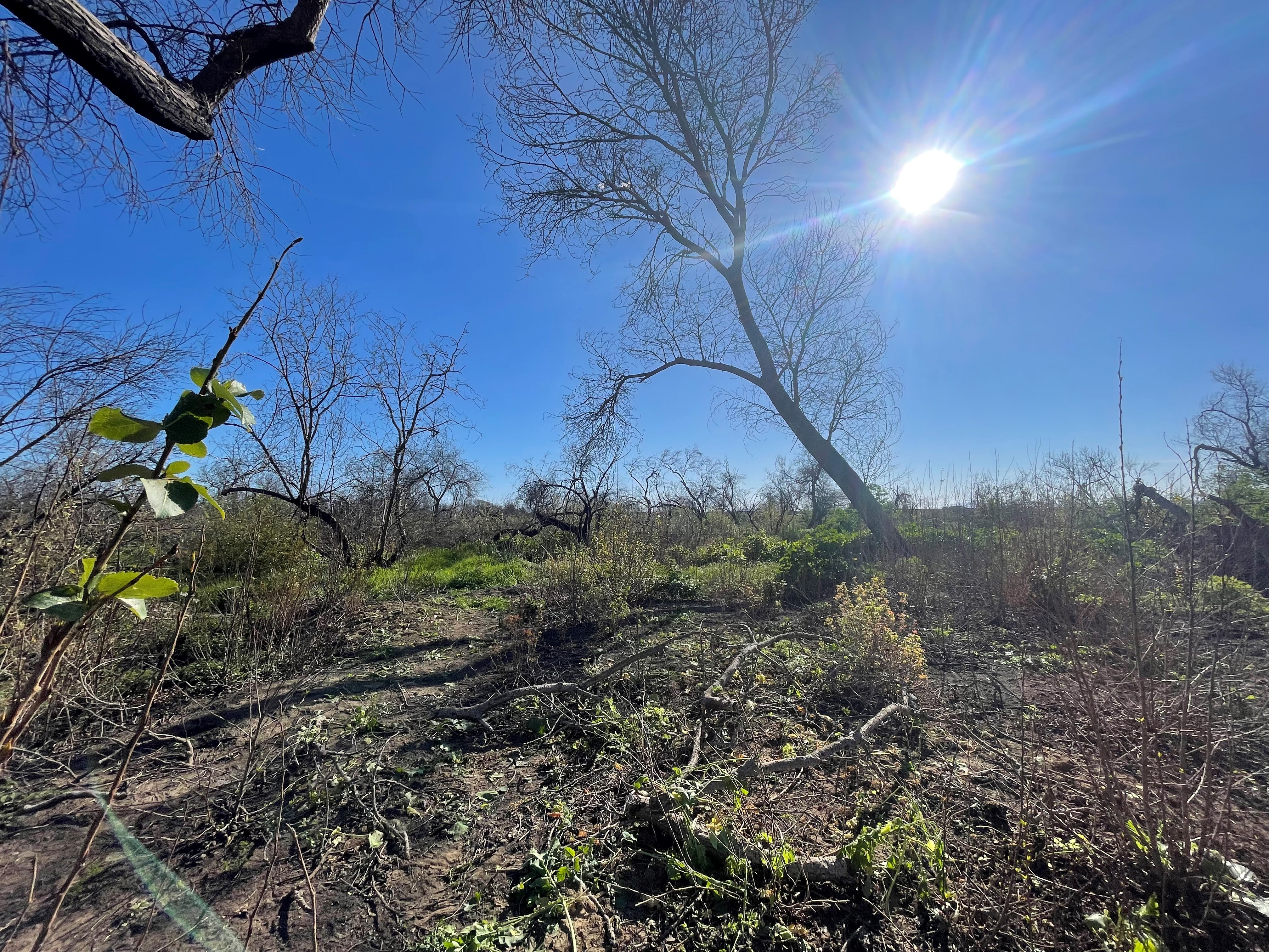 Invasive Species Removal 7