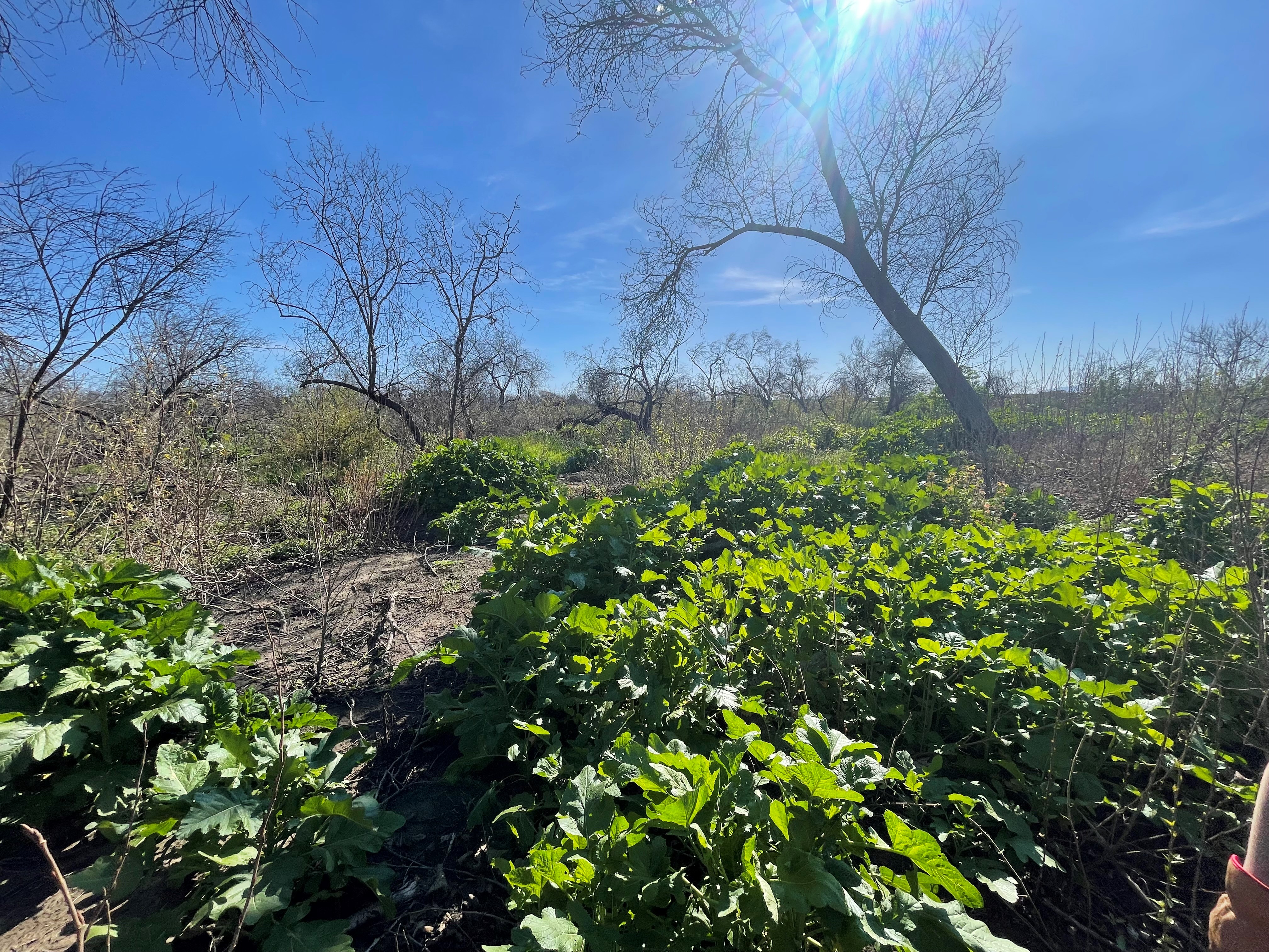 Invasive Species Removal 6