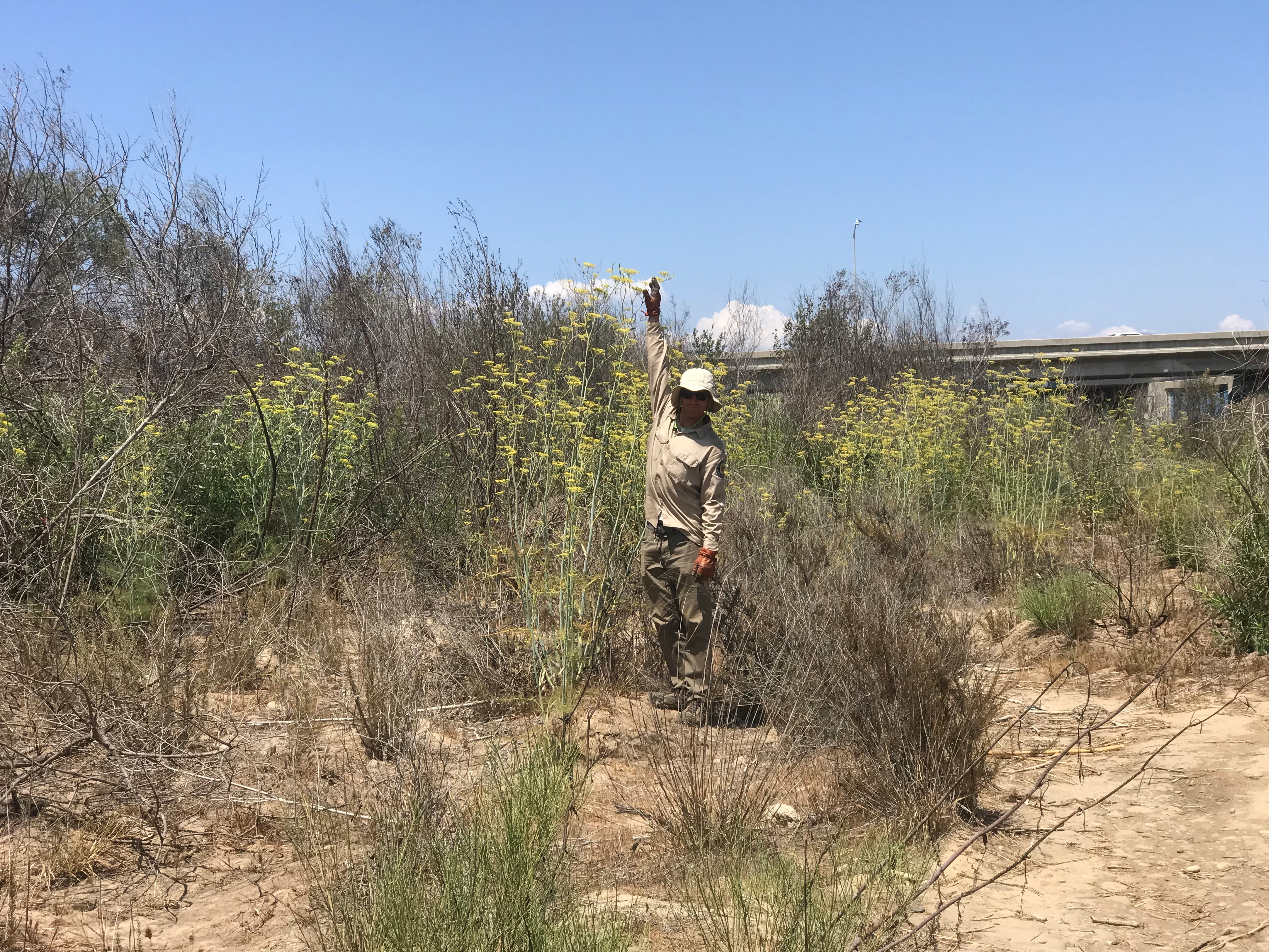 Invasive Species Removal 8