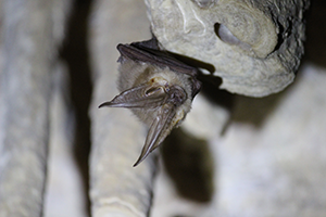 Long Eared Bat Image