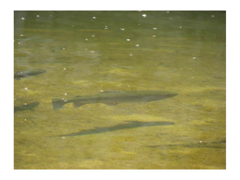 steelhead trout swimming
