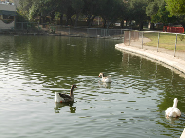 Historic Pond