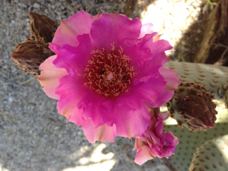 Beavertail Cactus Blossom