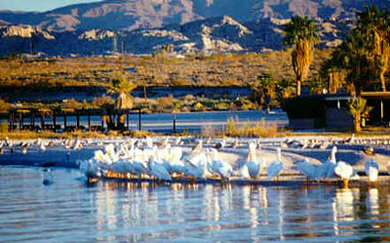 Salton Sea Birds - Winter Migration