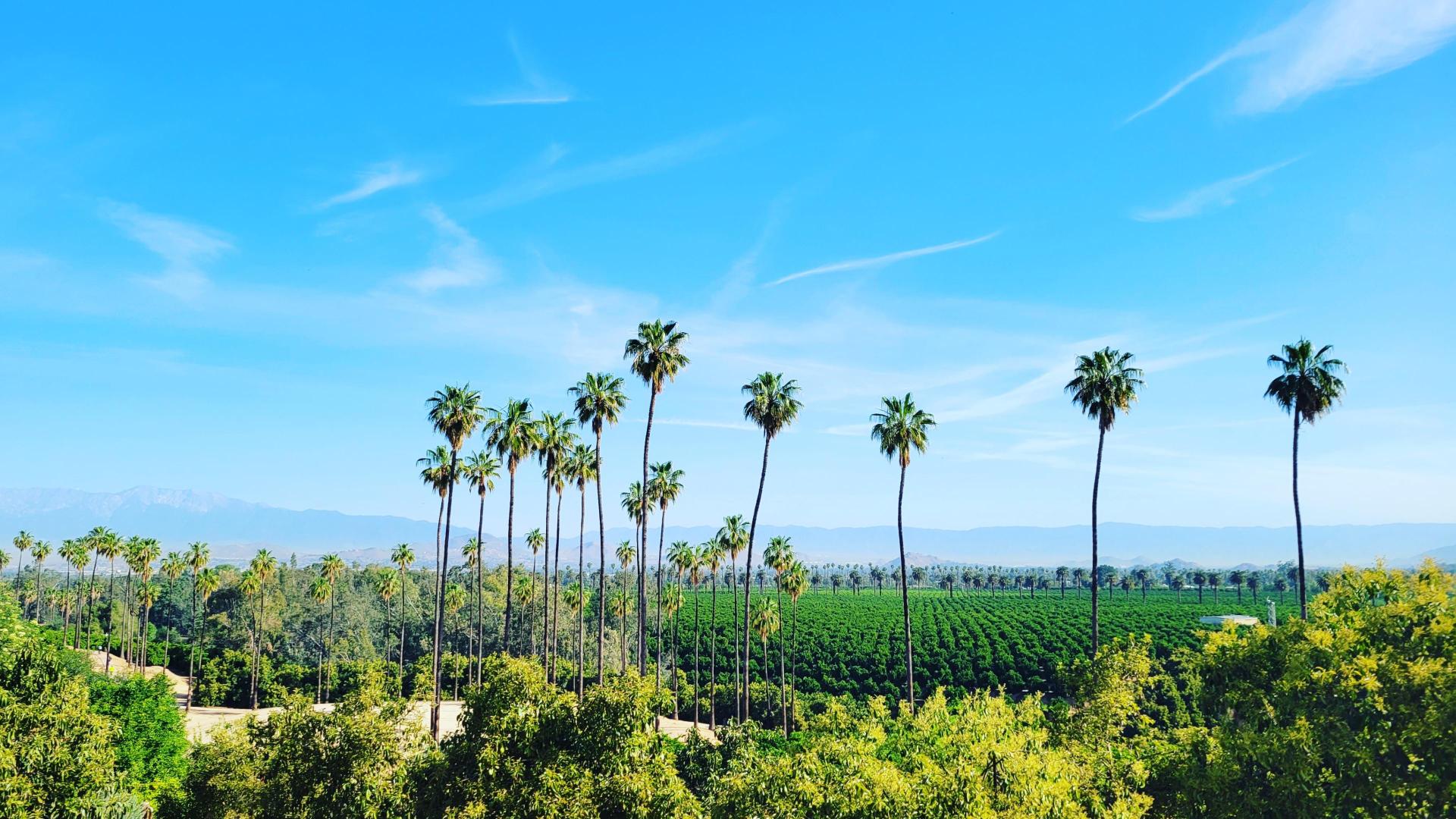 California Citrus landscape view