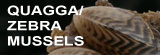 Informacion acerca de los mejillones Quagga/Cebra
