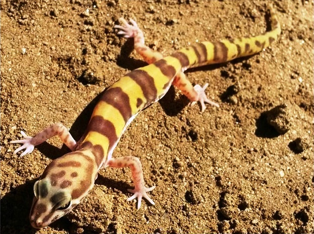 Banded Gecko