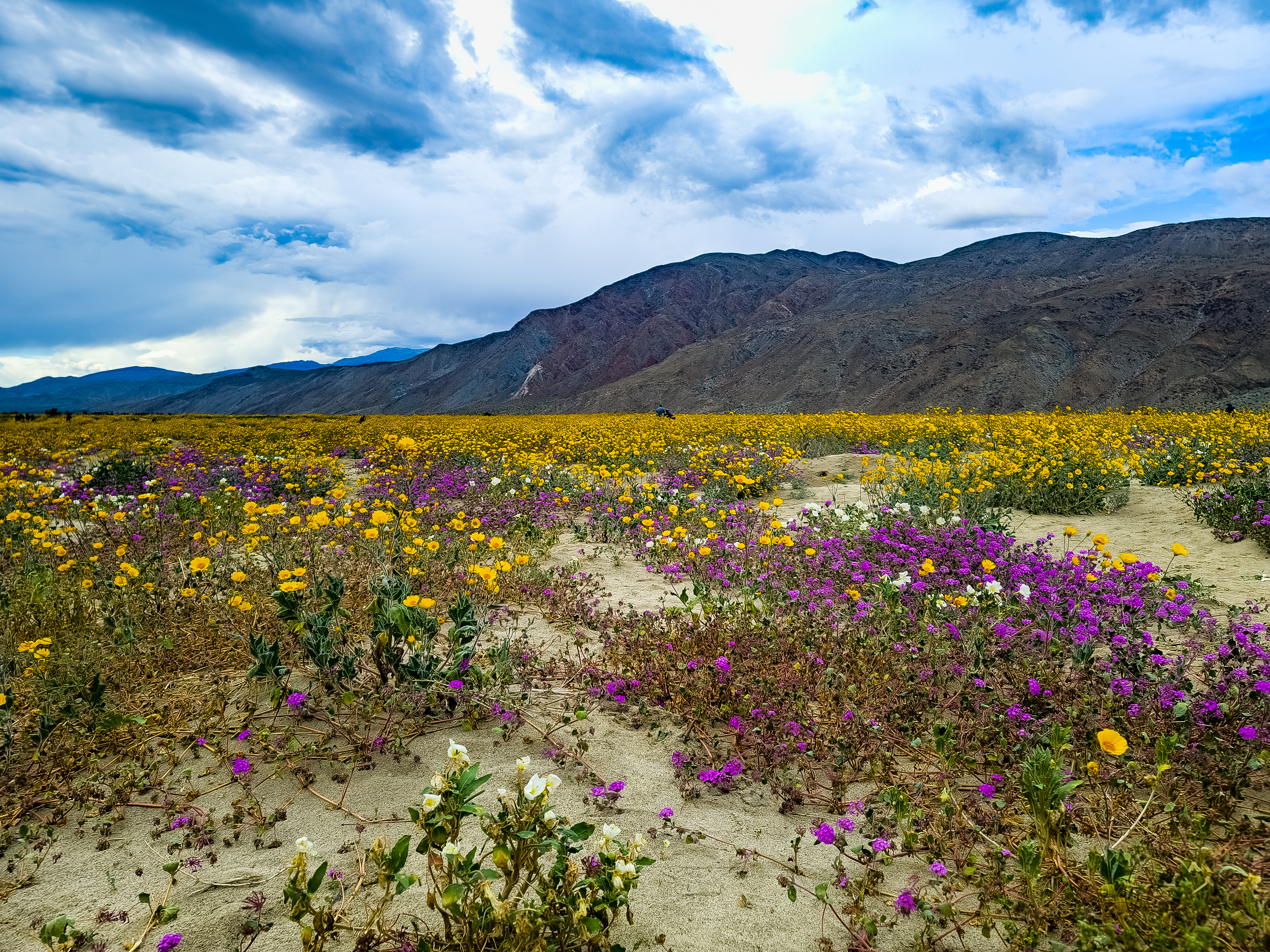 Sand verbena flowers Bloom in late February at Anza-Borrego Desert State Park
