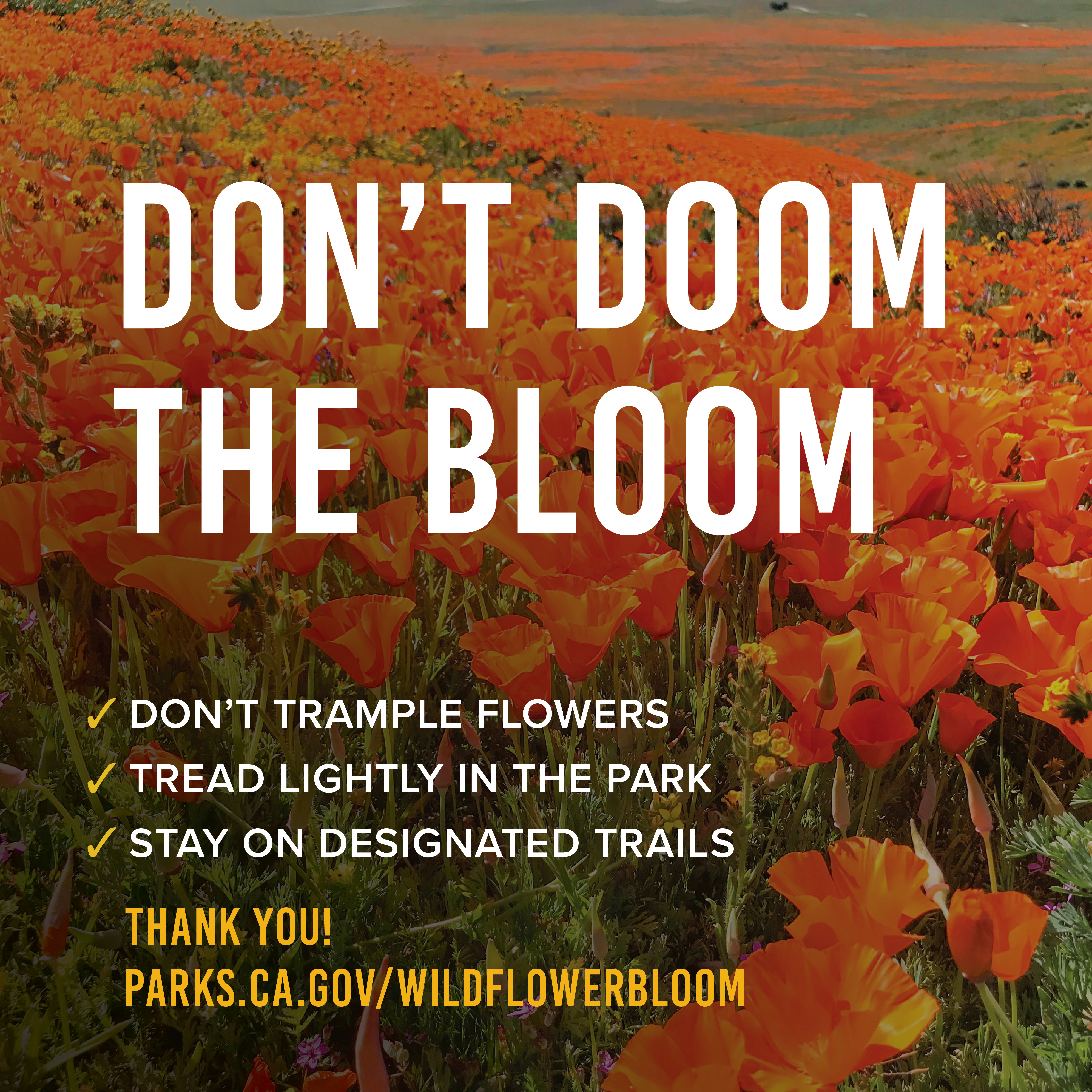 Don't Doom the Bloom - Instagram