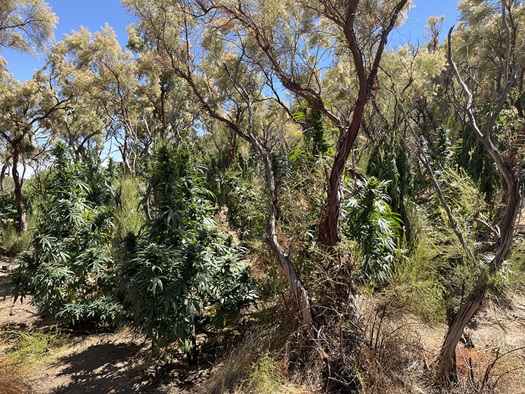 Illegal Cannabis Growing at Anza Borrego Desert State Park. Photo from California State Parks.