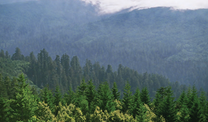 Humboldt Redwoods SP