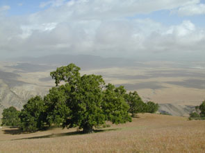 Oak Tree on Hill