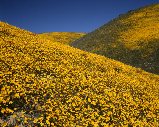 © 1982, California State Parks. Antelope Valley California Poppy Reserve SNR, 090-P55835.