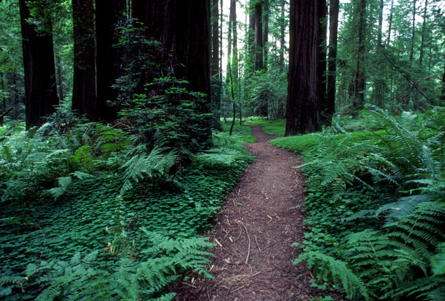 © 1984, California State Parks. Humboldt Redwoods SP, 090-S15834.
