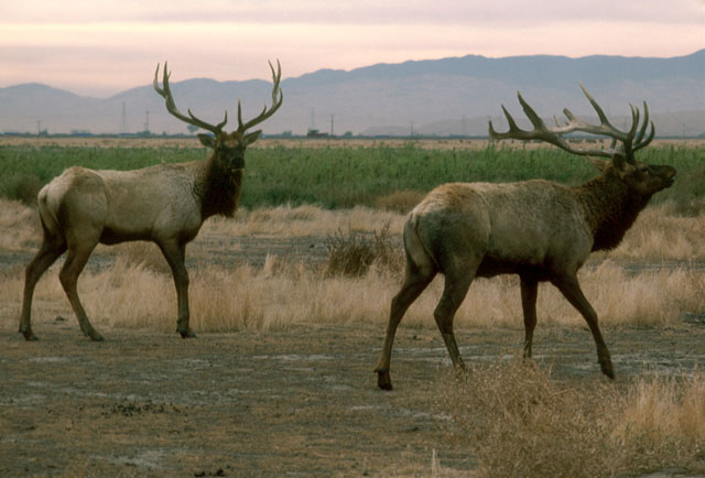 ©1982, California State Parks. Tule Elk SNR, 090-S20603.